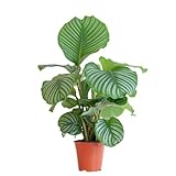 BloomPost Calathea Orbifolia - 55-65 cm Zimmerpflanzen Echt - Indoor Pflanzen für Wohnung und Büro - Pflegeleicht und Luftreinigende Pflanze - Topf Nicht Enthalten