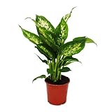 Exotenherz - Dieffenbachie 'Compacta' - 1 Pflanze - pflegeleichte Zimmerpflanze - luftreinigend- 12cm Topf