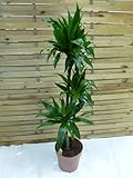 [Palmenlager] - XL Dracaena Janet Craig 3er Tuff 140 cm - Drachenbaum - // Zimmerpflanze