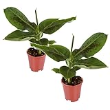 Plant in a Box - Musa Orientalischer Zwerg - 2er Set - Tropische Bananenpflanzen - Bananenstaude - Topf 12cm - Höhe 25-40cm