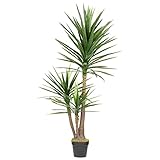 HTT Decorations - Künstliche Yucca Palme - Hochwertige Kunstpflanzen - 160 cm hoch
