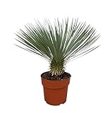 Trendyplants - Yucca Rostrata - Winterhart - Gartenpflanze - Höhe 70-90 cm - Topfgröße Ø30cm