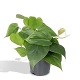 La Green Touch - Philodendron Scandens – Höhe 15 cm, Ø 12 cm – Fallpflanze – Zimmerpflanze – Topf 12 cm, Höhe 15 cm