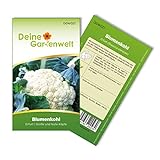 Blumenkohl Erfurt Samen - Brassica oleracea - Blumenkohlsamen - Gemüsesamen - Saatgut für 80 Pflanzen