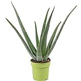 Echte Aloe - pflegeleichte Zimmerpflanze, Aloe vera - Höhe ca. 40 cm, Topf-Ø 12 cm