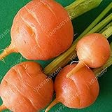 Pink: 300Pcs / Beutel Pariser Lange Möhre Samen Nicht-GVO-Gemüsesamen Küche Assisted Speisen im Freien Blumentopf für Hausgarten-Rosa : Seeds Only