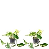 2er-Set Efeutute - echte Zimmerpflanze, Epipremnum aureum - Höhe ca. 15 cm, Topf-Ø 12 cm