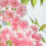 kirschblütenbaum samen, bonsai baum echt, pflanzen züchten zierkirsche, prunus serrulata, winterharte pflanzen für garten, hecken sträucher bonsai baum, zimmerpflanzen samen 15pcs
