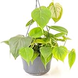 Philodendron scandens – Baumfreund Kletterpflanze | Zimmer und Büro Kletterpflanze im 15 cm Topf