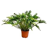 NatureNest - Lochpflanze - Philodendron Xanadu - 1 Stück - 100 cm