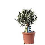 Obstbaum - Olivenbaum (Olea Europea) - Höhe: 23 cm - von Botanicly