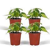 Philodendron Scandens Brasil | 4 Stücke - 15cm - Ø12cm - Zimmerpflanze - Immergrün - Multideal