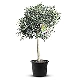 Tropictrees Olivenbaum Hochstamm 100 cm natürlicher Olivenbaum winterhart Stammumfang 6-8 cm fruchtreifes Stämmchen inkl. Topfechter als Garten Deko