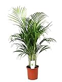 Plant in a Box - Dypsis Lutescens - Areca palme - Zimmerpflanze - Topf 21cm - Höhe 100-120cm - Goldfruchtpalme - Luftreinigende palme