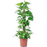 Efeutute am Moosstab - pflegeleichte Zimmerpflanze, Epipremnum aureum - Höhe ca. 80 cm, Topf-Ø 19 cm