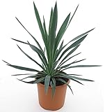 Winterharte Yucca Palmlilie - Yucca gloriosa - verschiedene Größen (60-70cm - Topf Ø 26cm - 8 Ltr.)