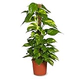 Efeutute, Epipremnum Aureum, 60cm, Zimmerpflanze für Wohnung und Büro, Qualität vom Pflanzen Profi, Schneller Pflanzenversand, Ideale Raumbegrünung