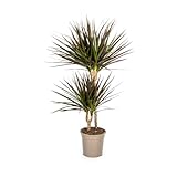 Drachenbaum - Dracaena Marginata Magenta - Zimmerpflanze - Ø19cm - 70-90cm