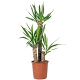 Palmlilie 3-stämmig - pflegeleichte Zimmerpflanze, Yucca Elephantipes Palme 60/30/20 - Höhe ca. 95 cm, Topf-Ø 21 cm