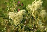Filipendula ulmaria,Echtes Mädesüß - frosthart, hohe