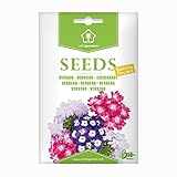 Bio-Eisenkraut-Samen von Minigarden – 100% natürlich, GVO-frei, bereit zur Aussaat, reproduzierbar – 90–120 Samen