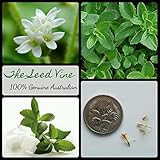 20+ Sweet Leaf (Stevia rebaudiana) Natural Sweetner Sugar Edible : Seeds Only