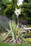 Yucca filamentosa ca. 11x11 cm Topf - Palmlilie, cremeweiße Blüten, Blütezeit Juni-August, ideal für Steingärten, winterhart, pflegeleicht