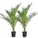 2x Phoenix Canariensis - Kanarische Dattelpalme - Palme - Winterhart – ⌀19 cm - 80-100 cm