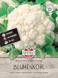 Sperli Blumenkohlsamen Bola de Neve 80994 - Kübelgeeignet, widerstandsfähig & hitzebeständig, Samen Blumenkohl, Blumenkohl pflanzen, Blumenkohl frisch, Saatgut für 80 Pflanzen