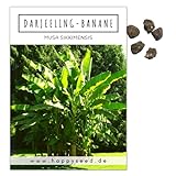 Darjeeling Bananen Samen (Musa sikkimensis) - Winterharte Banane mit wunderschönen Blättern Indoor und Outdoor geeignet