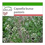 SAFLAX - Heilpflanzen - Hirtentäschel - 1000 Samen - Mit keimfreiem Anzuchtsubstrat - Capsella bursa-pastoris