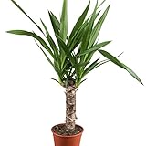 Dominik Blumen und Pflanzen, Yucca - Palme, Palm - Lilie, Yucca elephantipes, 11 cm Topf, 30 - 50 cm hoch, Zimmerpflanzen, Kübelpflanzen