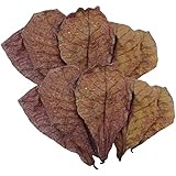 Betta Garnelenblätter – Betta Tank Leaves | Premium Catappa Indiian Mandelblätter | Betta Wasseraufbereiter Blätter | PH-Balance Wasseraufbereiter für Aquarium, Schildkrötenbecken, Fischtank für