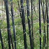 200 pcs bambus pflanze samen - Bamboo - alte sorten, hochbeet, bambus samen balkon topfpflanzen für draußen, samen winterhart extrem winterharte kübelpflanzen, geschenke für pflanzenliebhaber