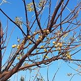 Neem Pflanze Samen, balkonpflanzen Niembaum, Neem Baum Pflanze, stauden winterhart mehrjährig baum pflanzen bonsai samen gartenpflanzen pflanzen für draußen winterhart seltene pflanzen 80pcs