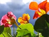 60 „Tall Rollier Mix“ Kapuzinerkresse Samen Culinary Blume Schöne Essbare Blumen : Seeds Only