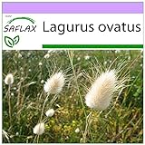 SAFLAX - Gräser-Bambus-Hasenschwanz-Gras/Samtgras - 100 Samen - Lagurus ovatus
