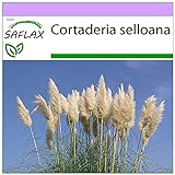 SAFLAX - Gräser-Bambus-Amerikanisches Pampasgras - 200 Samen - Cortaderia selloana