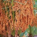 100 pcs Dattelpalme samen - bonsai bäumchen kaufen winterfeste pflanzen für balkon,Phoenix dactylifera, obstbäume kaufen zimmerpflanze bäume kaufen nachhaltige geschenke für frauen