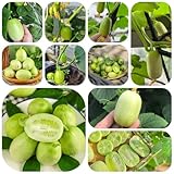 gurkensamen - balkonpflanzen winterhart kräuter samen gurke winterharte kübelpflanzen winterharte pflanzen für garten garten gurkensamen bohnenkraut samen balkon pflanze deko 750pcs