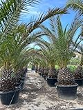 Sunny Tree - Phoenix canariensis Kanarische Dattelpalme - Robuste, pflegeleichte Pflanze für drinnen und draußen, Höhe 250 cm