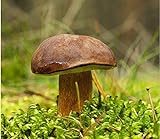 Boletus Badius – Myzel – Pilzwald – Pflanzen Sie Ihre eigenen Pilze an!