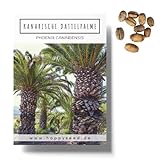 Kanarische Dattelpalme Samen (Phoenix canariensis) - Exotische Palme ideal geeignet als Kübelpflanze Indoor und Outdoor