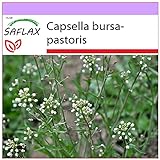 SAFLAX - Heilpflanzen - Hirtentäschel - 1000 Samen - Capsella bursa-pastoris