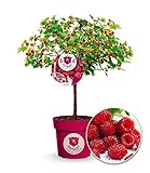 BALDUR Garten Himbeer-Baum Raspbeary® mit Stamm & Krone, 1 Pflanze, winterhart, mehrjährig, pflegeleicht, Rubus idaeus, Himbeere, essbare Früchte, Obst-Rarität