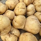 30 Pcs Yambohne Jicama Samen - Exotische Pflanzen Winterhart, Gartendeko Für Draußen (Pachyrhizus Erosus) Gartenpflanzen Winterhart Mehrjährig, Gemüse Anzucht Saatgut Gemüse, Seltene