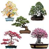 Außergewöhnliche Bonsai Samen mit hoher Keimrate - Pflanzen Samen Set für deinen eigenen Bonsai Baum (5er Set inkl. eBook)