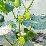 gurken samen bio - kräuter samen gurke winterharte pflanzen für garten hochbeete für garten balkon garten pflanzen samen zimmerpflanzen gurken samen wintergemüse samen balkon pflanze 350pcs