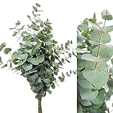 Blumigo Eukalyptus - Frische Zweige - 50 cm - Schnittblumen Stiele für die Vase - Echte Stiele - Eukalyptusblätter zur Deko oder Hochzeit - Greenery - Natur