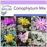 SAFLAX - Sukkulenten - Blühende Steine/Conophytum Mix - 40 Samen - Conophytum Mix